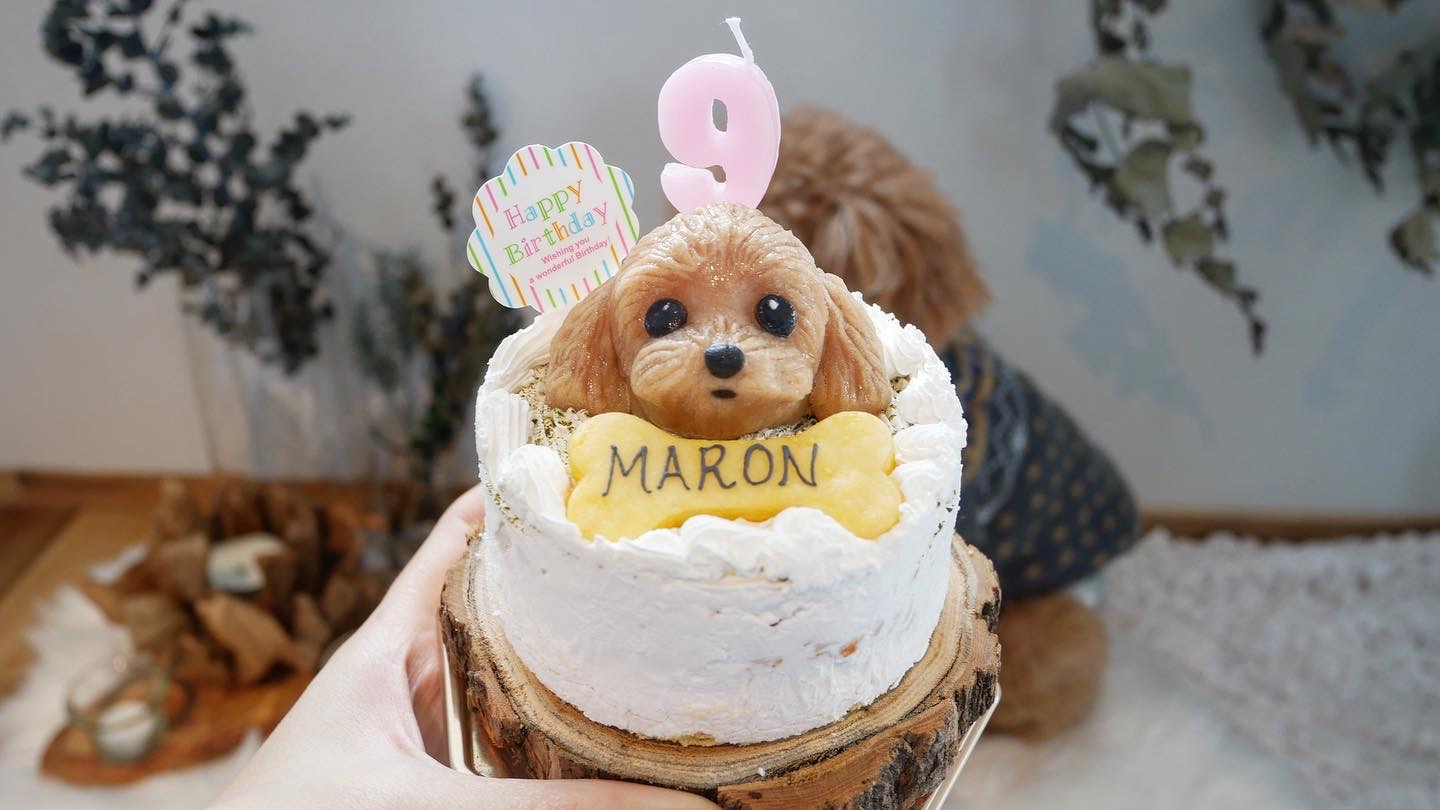 新品箱入り、バースデーケーキ木製オルゴール、お誕生日、犬 ブロック おもちゃ 子供 組立 オルゴール 熊のケーキ 動く おもちゃ